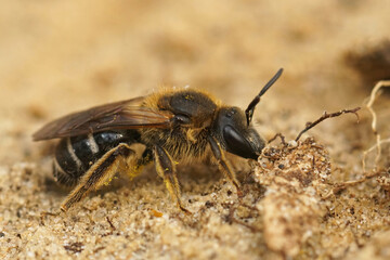 Closeup on a female Bull headed furrow bee, Lasioglossum zonulum sitting on the ground