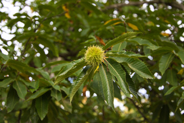 chestnut on the tree before the fruit ripens in October. Autumn concept.
