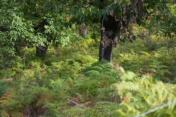 ferns in the forest in autumn. There is a large planting of ferns.