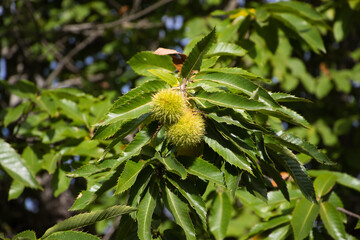 chestnut on the tree before the fruit ripens in October. Autumn concept.