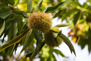 chestnut on the tree before the fruit ripens in October. Autumn concept.