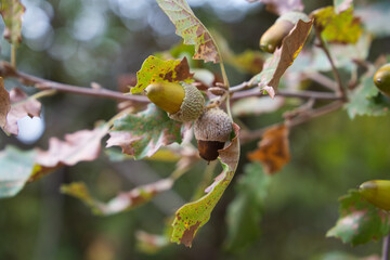 Acorn fruits on oak branch in forest. Close up acorn oak on green background. Early autumn, macro...