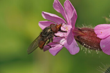 Closeup on a common snoutfly, Rhingia campestris sipping nectar from a purple flower
