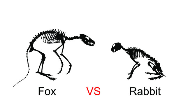 Fox skeleton predator silhouette against prey rabbit skeleton vector silhouette illustration isolated on white background. Fossil symbol in museum of science and biology. Vulpes sign, shape Dog.