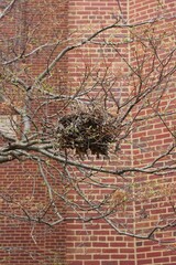 bird's nest in a tree