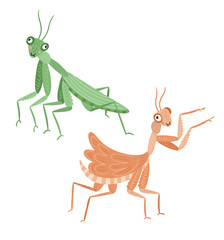 Two praying mantis insects, vector illustration