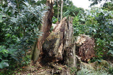 An old tree stump in the rainforest