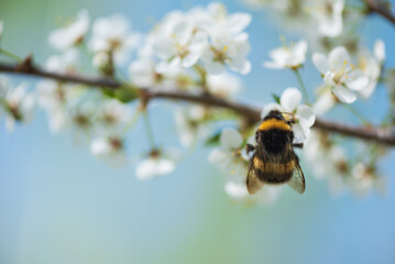 Bumblebee feeding nectar and pollinating Cherry plum or Myrobalan plum flowers. Blooming fruit tree in springtime.