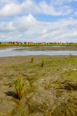 Common glasswort (Salicornia europaea) in the wadden sea at low tide at Juist, East Frisian Islands, Germany.