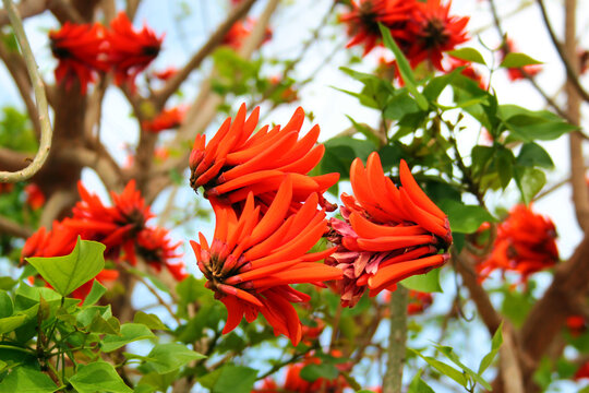 Indian coral tree, or Erythrina variegata flowers on a tree