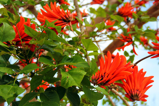 Indian coral tree, or Erythrina variegata flowers on a tree