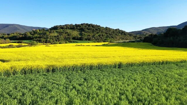 Aerial view of rapeseed cultivation and cereal in a farmland in a rural area. Tierra Estella county, Navarre, Spain, Europe. Drone view. 4K