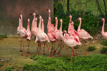 Obraz premium 行進するフラミンゴ