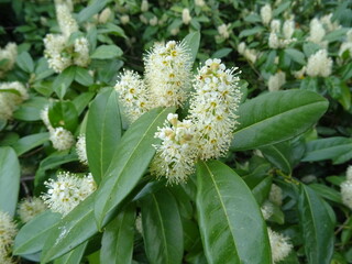 Kirschlorbeer Blüte