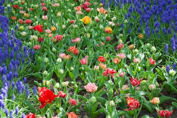 Tulip flowers at Keukenhof, April 2022