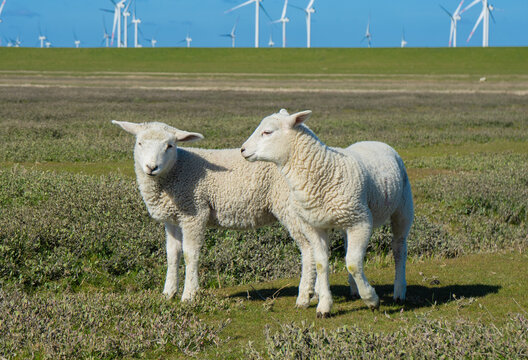 L&auml;mmer