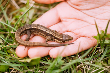 Lizard in a child's hand.