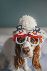 funny spaniel dog wearing santa hat