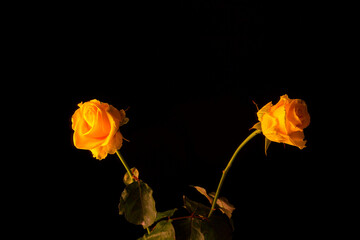 Yellow rose on a dark background, elegance and romanticism.