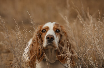 portrait of a spaniel dog