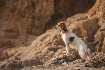 spaniel dog on the rocks