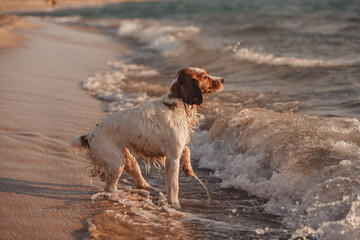 spaniel dog on the sea