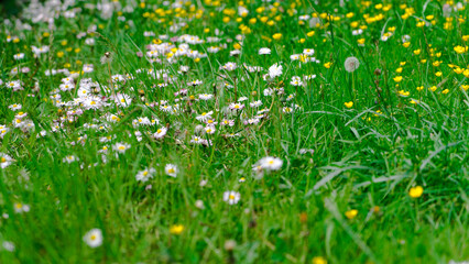 stokrotki na łące w trawie wiosną - obrazy, fototapety, plakaty