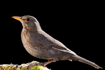 blackbird isolated on black background