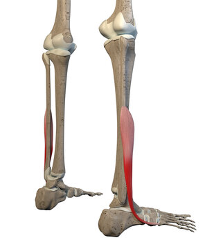 3D Illustration of Fibularis Brevis Muscles On White Background