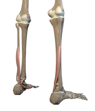 3D Illustration of Flexor Hallucis Longus Muscles on White Background