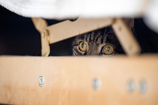 The Cat Is Hiding Under A Living Room Sofa And Peering Out From The Darkness. Only The Eyes Of The Cat Can Be Seen, Looking Intensely Towards The Left Of The Frame.