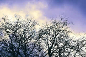 silhouette of a tree