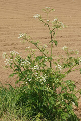 Closeup on a larger cow parsley plant, Anthriscus sylvestris with white flowers