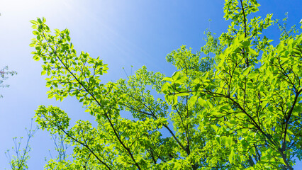 爽やかな新緑と青空の風景
