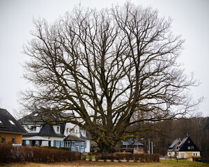 Old giant oak - Alter Eichenriese