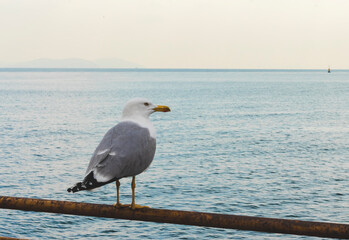 Seagull sits on the rail against sea background.