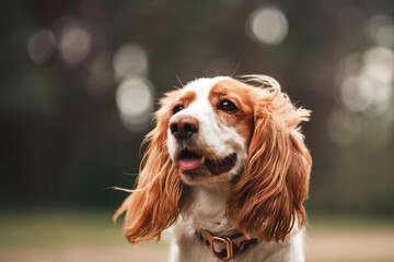 spaniel portrait