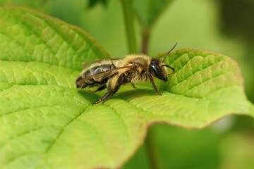 Closeup on an adult Hawthorn mining bee, Andrena scotica, sitting on a green leaf