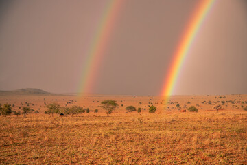 Rainy season in Kenya's savanna. Beautiful landscape in Africa at rainy season, sun, rain, rainbow....