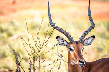 Gazelle or antelope, in Kenya, Africa. Beautiful animals on safari through the savannas of the various national parks. great and noble animals