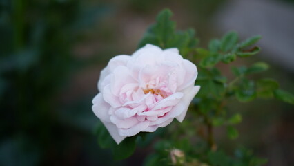 Blooming pink roses in the garden. Rosehipr oses on the Bush. Growing roses in the garden