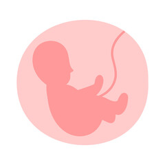 Development of fetus in uterine. Gynecology, reproductive.