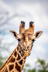 Close-up of a giraffe head in Tsavo, Kenya, Africa. Cute giraffe with sky background. Safari, wild...