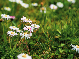Daisies in a field