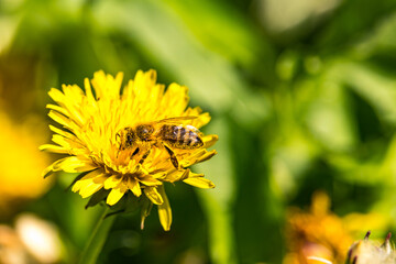Bee on the flower in spring