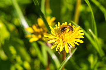 Bee on the flower in spring
