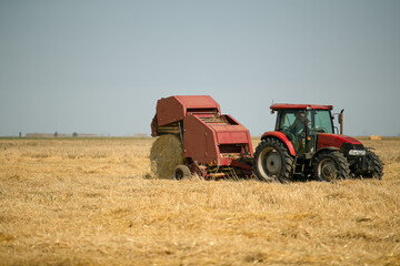 A round baler unloads a bale of fresh wheat during the harvest. Large round bales of hay stacked in the field are dried in the sun under bright blue skies after the harvest.
