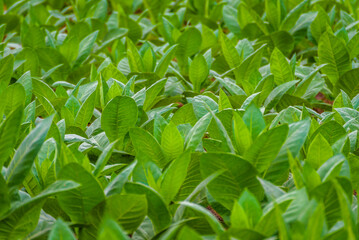 Cuban tobacco farm. Tobacco field. Low view of big green tobacco leaves. Shade grown plants. Tobacco plantation in San Juan Y Martinez, near Pinar del Rio, Vinales Valley, Cuba
