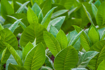 Fototapeta na wymiar Cuban tobacco farm. Tobacco field. Low view of big green tobacco leaves. Shade grown plants. Tobacco plantation in San Juan Y Martinez, near Pinar del Rio, Vinales Valley, Cuba 