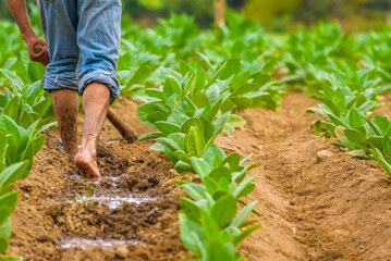 Cuban tobacco farmer working the soil on a field surrounded by green tobacco leaves. Man hoeing...